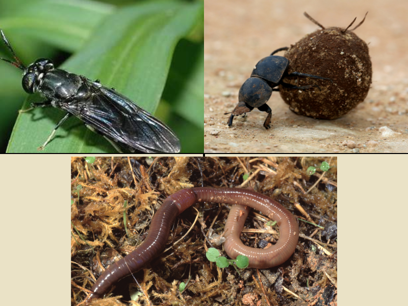 Jhingur Insect Images प्राकृतिक सहयोगी: कृषि के लिए लाभकारी कीट - Anaerobic Composting Bag