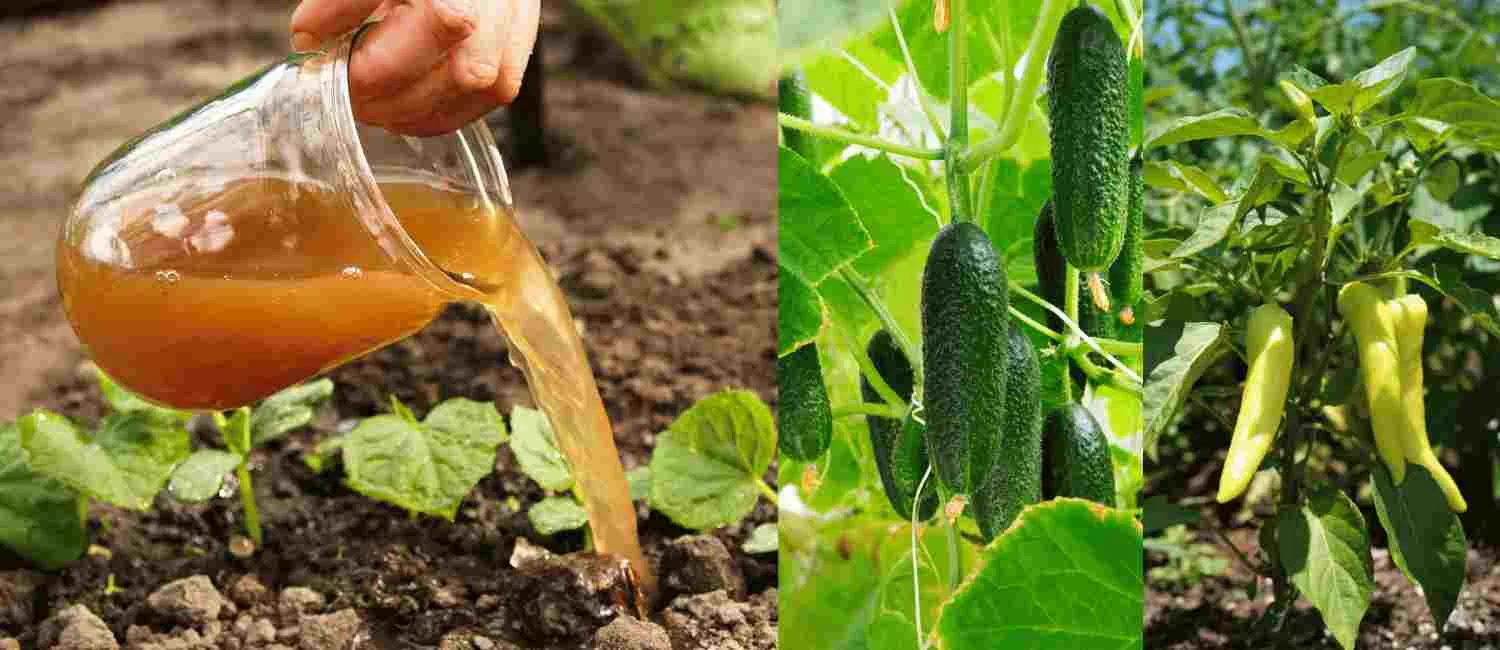 crop result of advance jivamrut