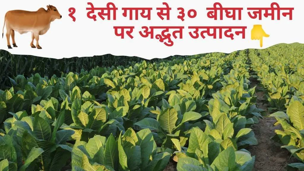 jaivik liquid khad banane ki vidhi 1