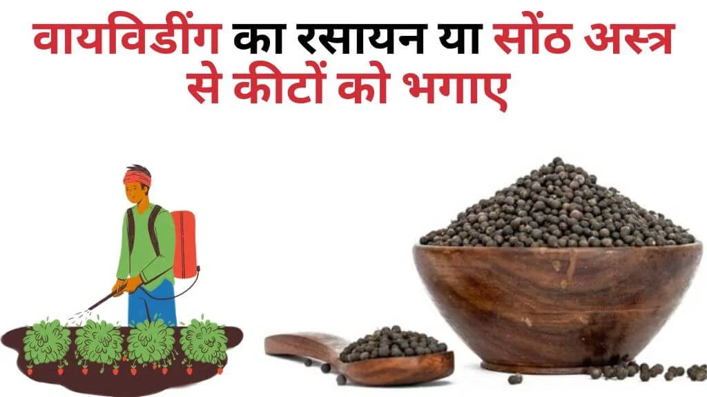 vaividang ka rasayan ya sonth astra वायविडींग का रसायन या सोंठ अस्त्र