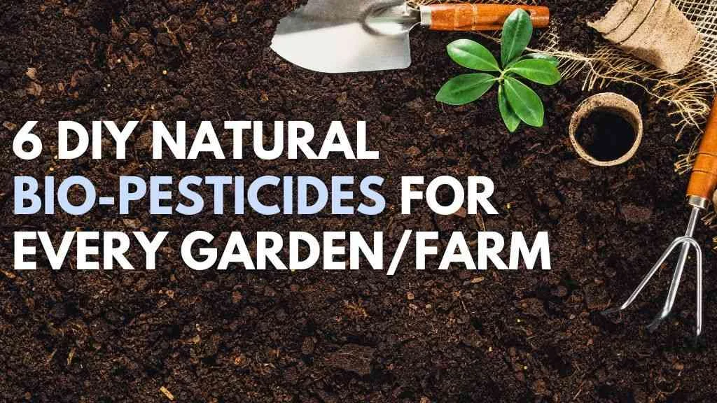 Natural Bio-pesticides Making