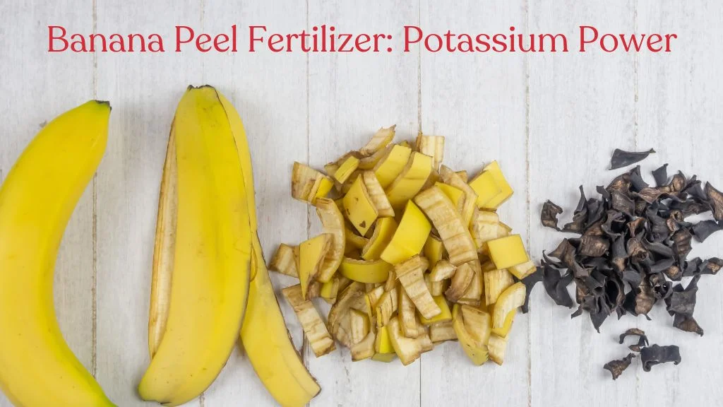 Banana peel fertilizer for plant growth