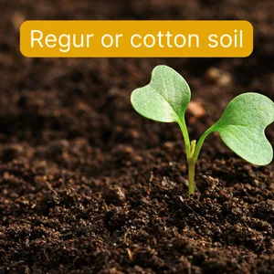 Black soil or Regur or cotton soil