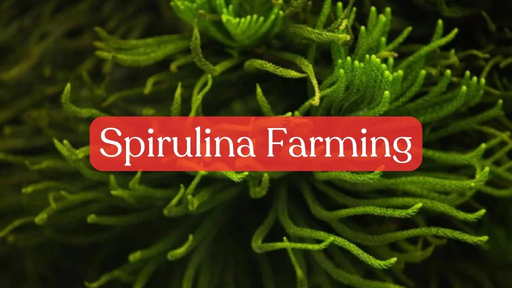 spirulina farming