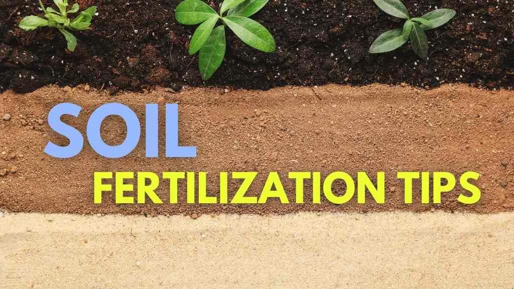 soil fertilization tips