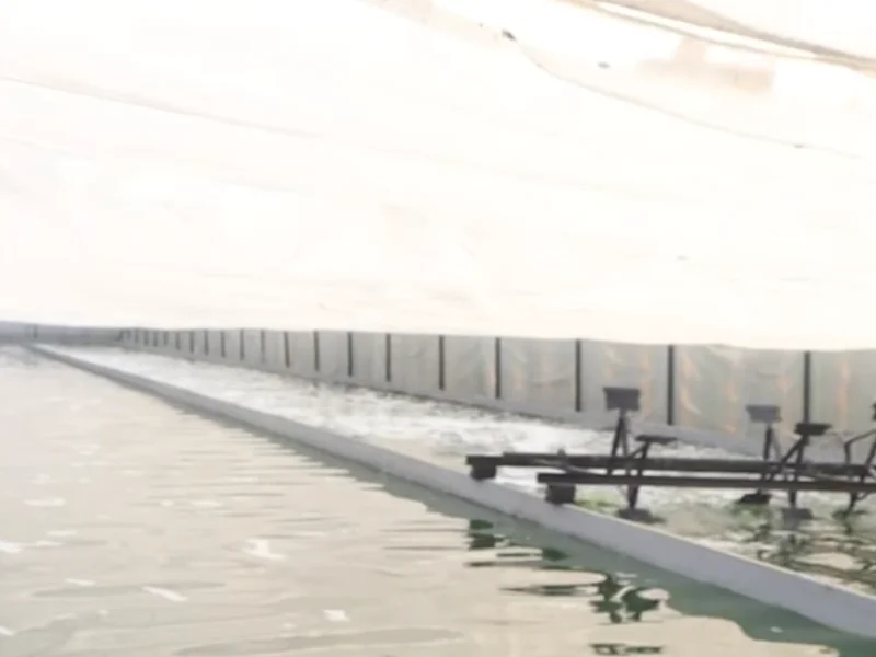 pond for spirulina farming