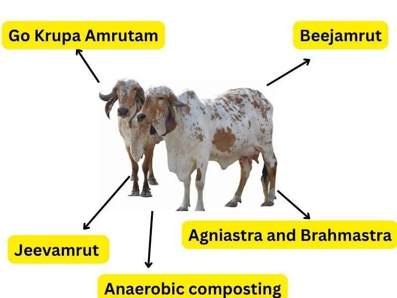 Cow Based Organic Farming