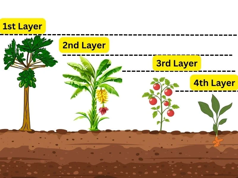 Multi Layer Farming Model