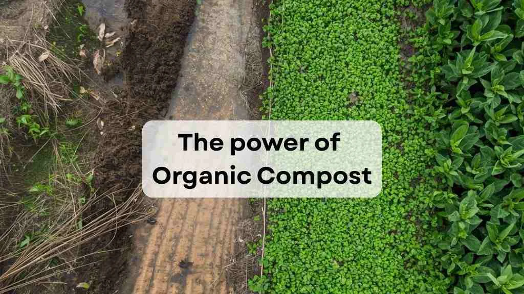 the power of organic compost