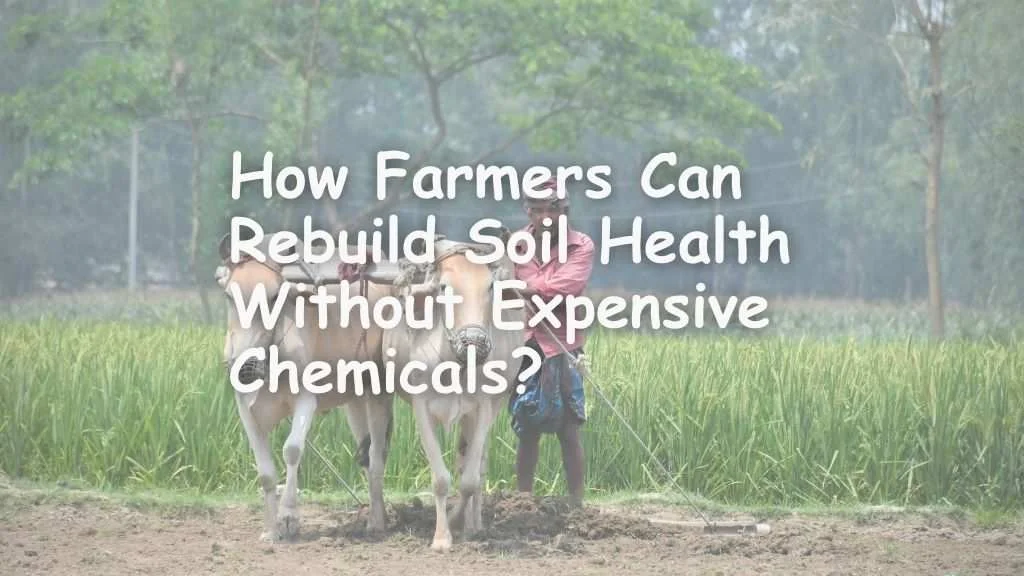 How Farmers Can Rebuild Soil Health Without Expensive Chemicals e1769167117360