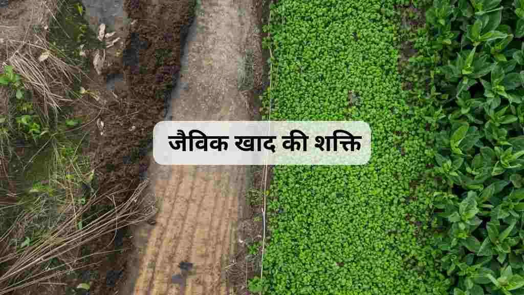 Organic compost power in preventing ground water